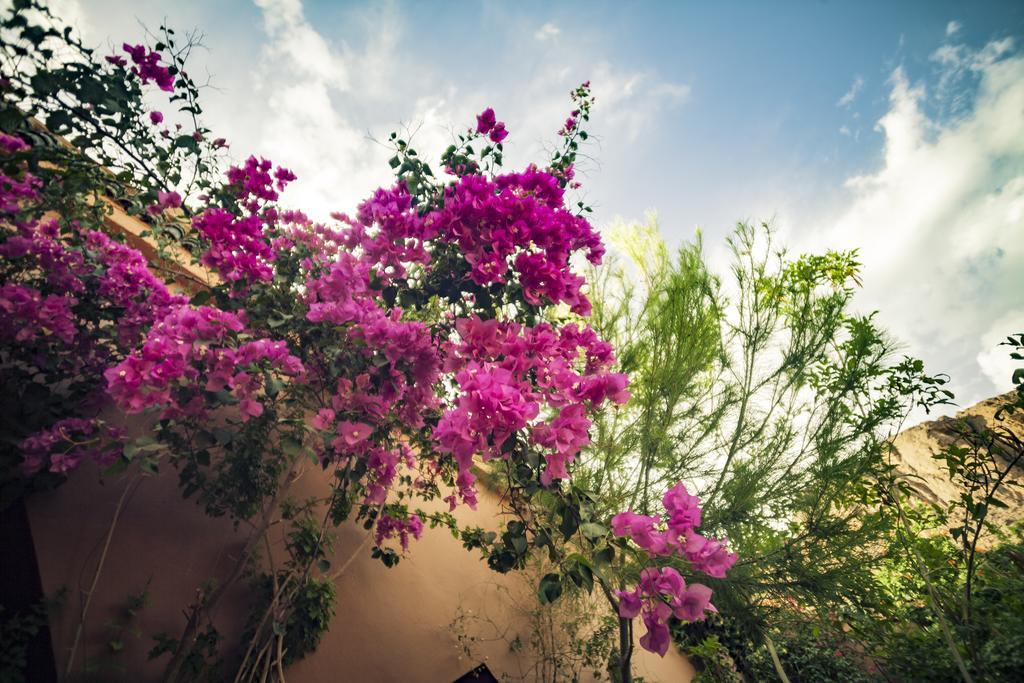 مبيت وإفطار فنت La Terrasse Des Delices المظهر الخارجي الصورة